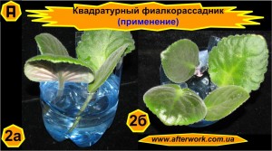 viola_a2 Квадратурный фиалкорассадник